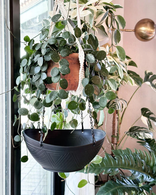 Hanging Catch Tray in Black